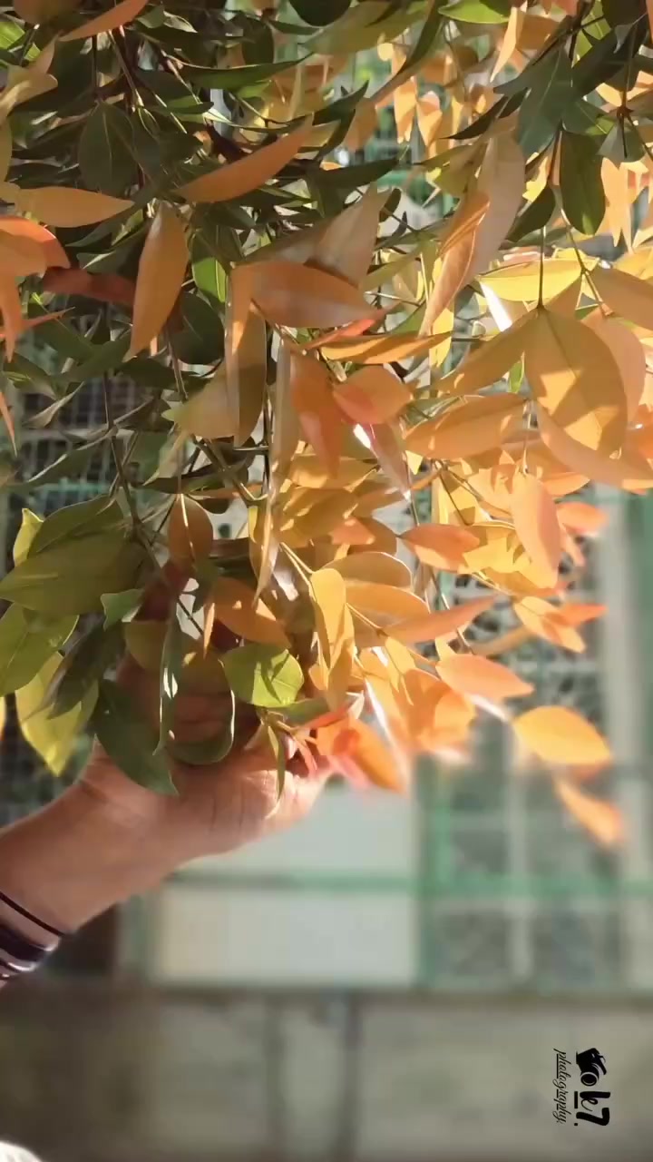 @අniமா 🐼🦋