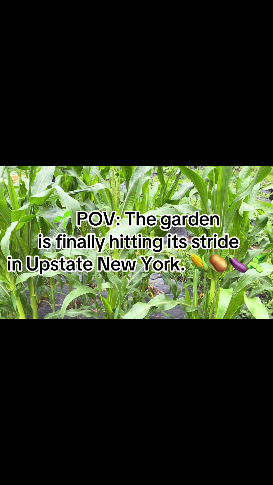 @Resistance Homesteaders
