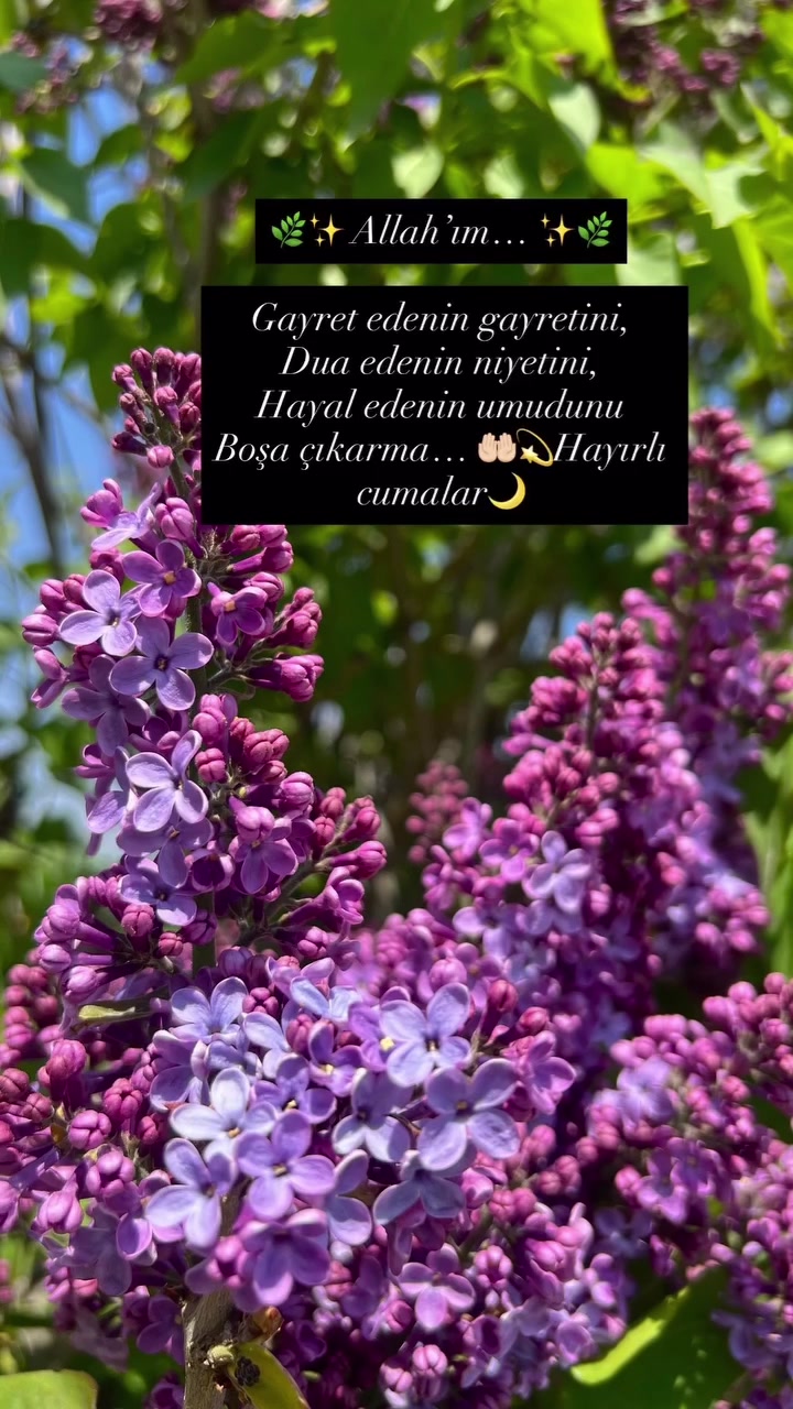 @dilekveli