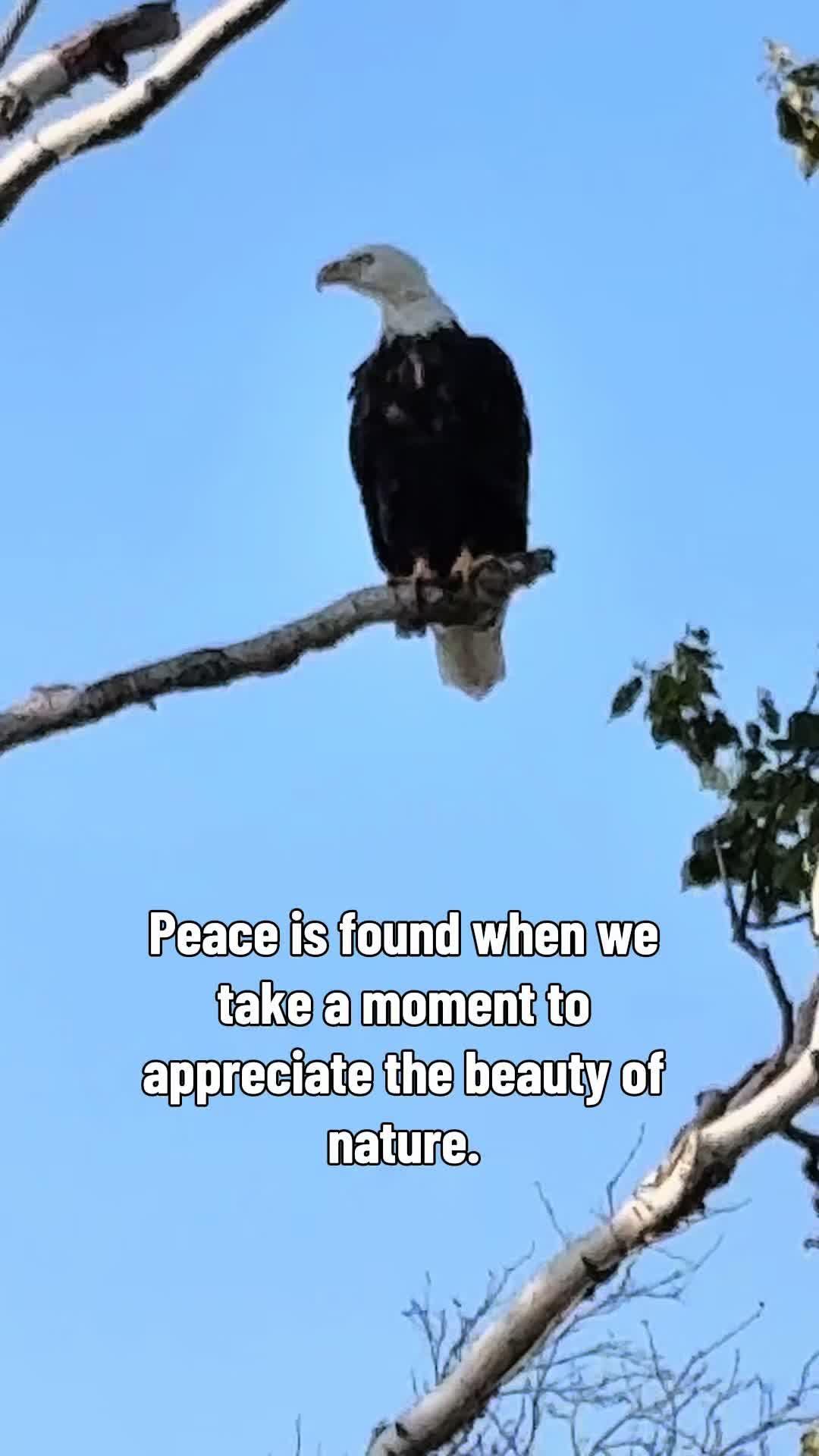 @Scotianmotion