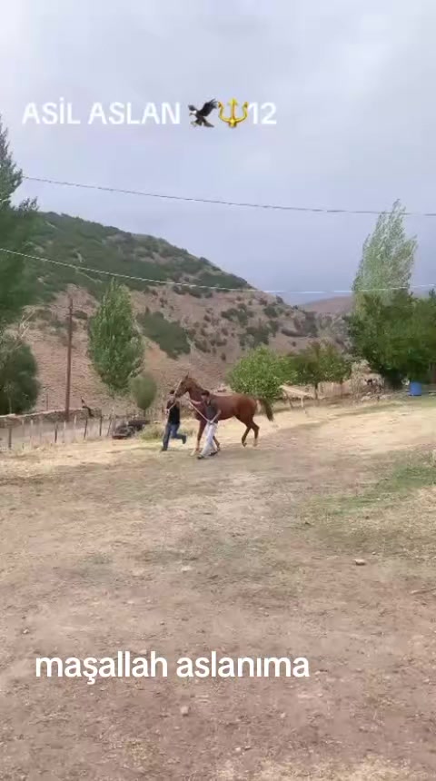 @çatlı şaho