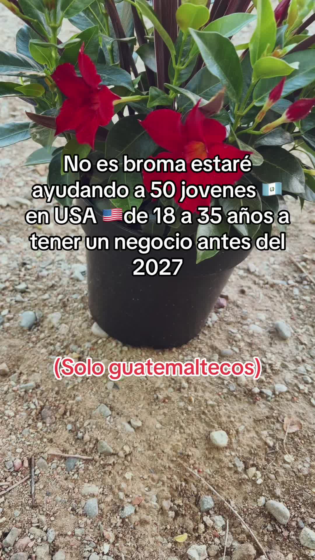 @luis pacheco