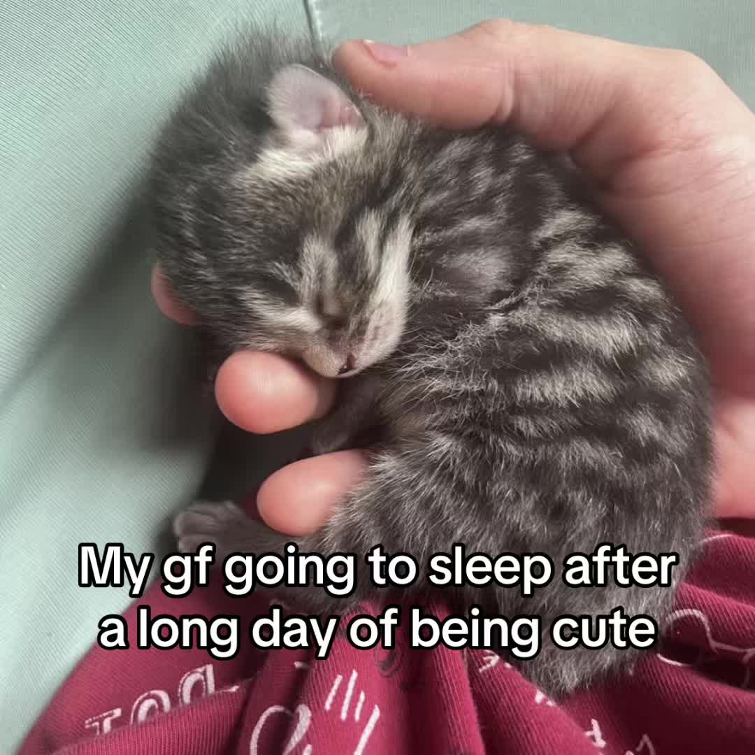 @LavanderCat