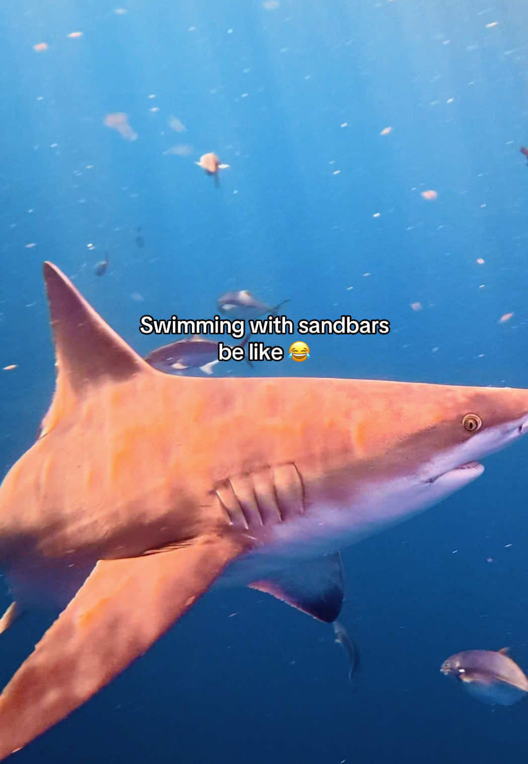 @Lauren Lopez | 🌊🏄♀️🦈