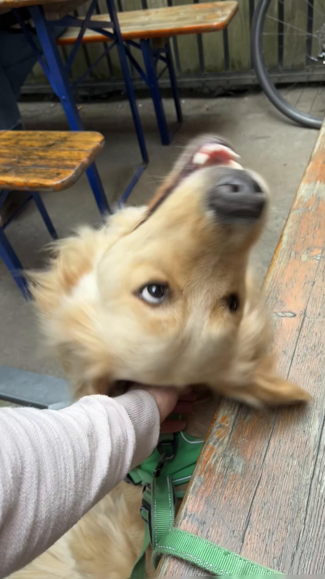 @Frank & George the NYC goldens