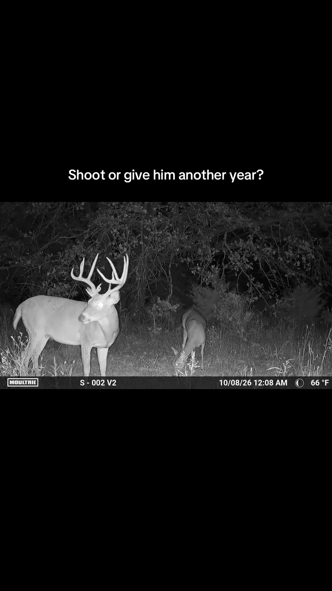 @Moultrie