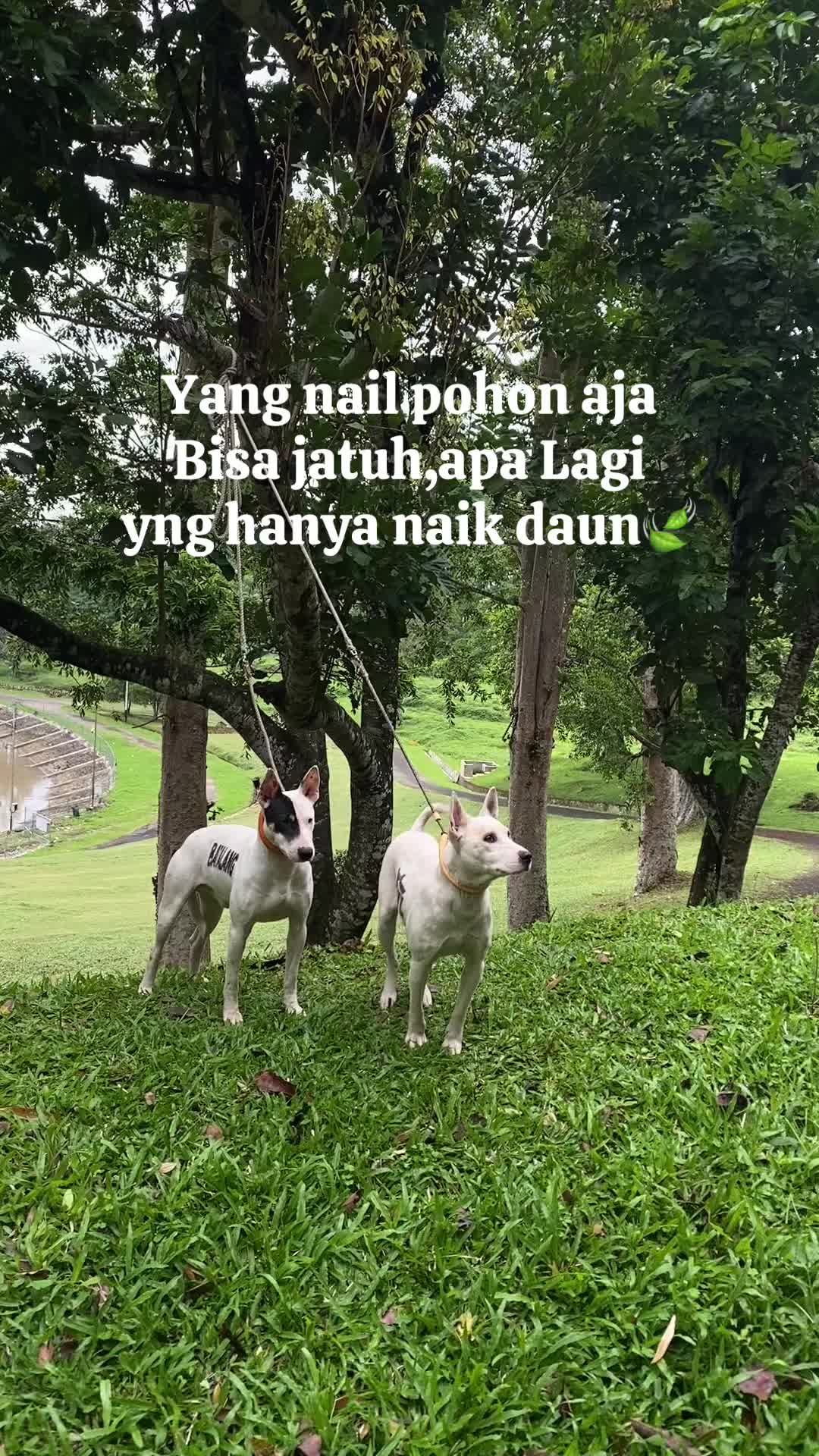 @Jabua