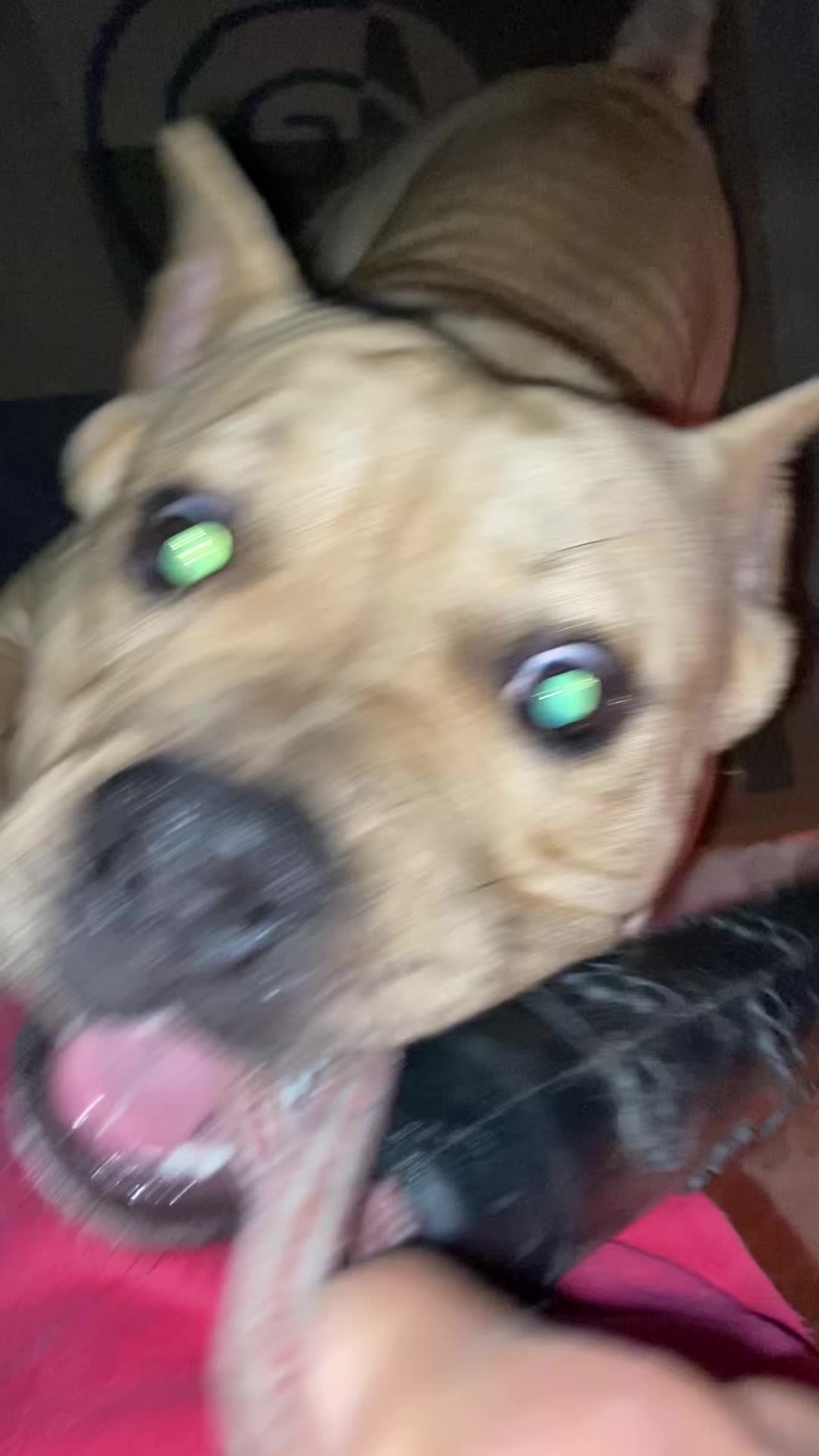 @DSGKENNELS