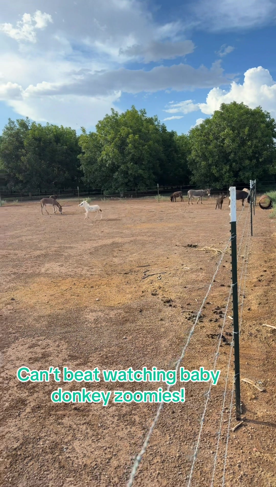 @Mini ASSets Farm