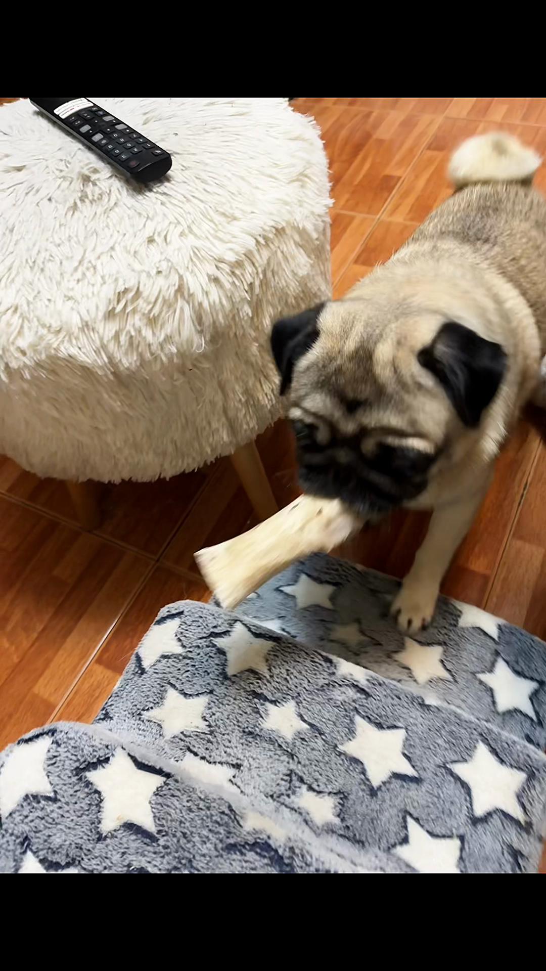 @Lolito pug carlino