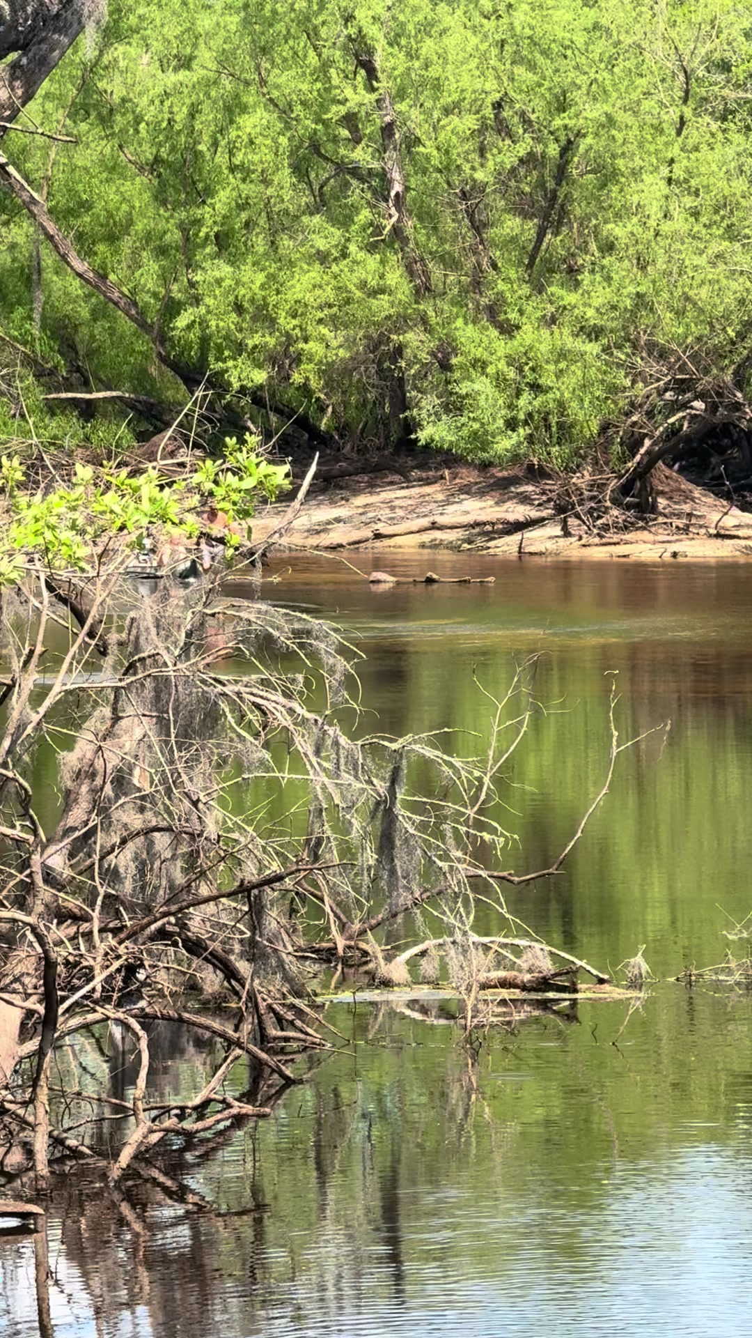 @Satilla River king