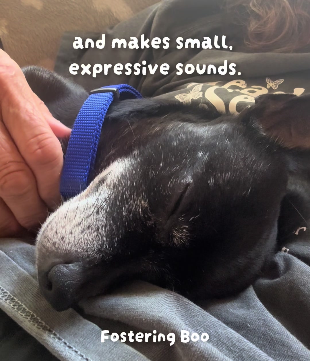 @LittleDog&Bogie