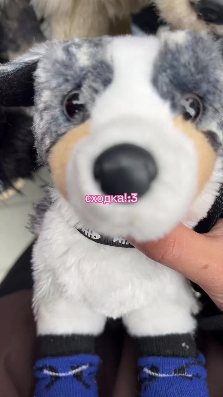 @♯🐾.ᴍᴇʏsʜɪ✧˚