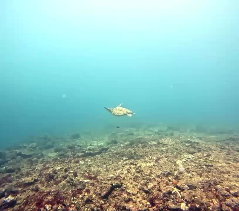 @Papamanyota dive centre kenya
