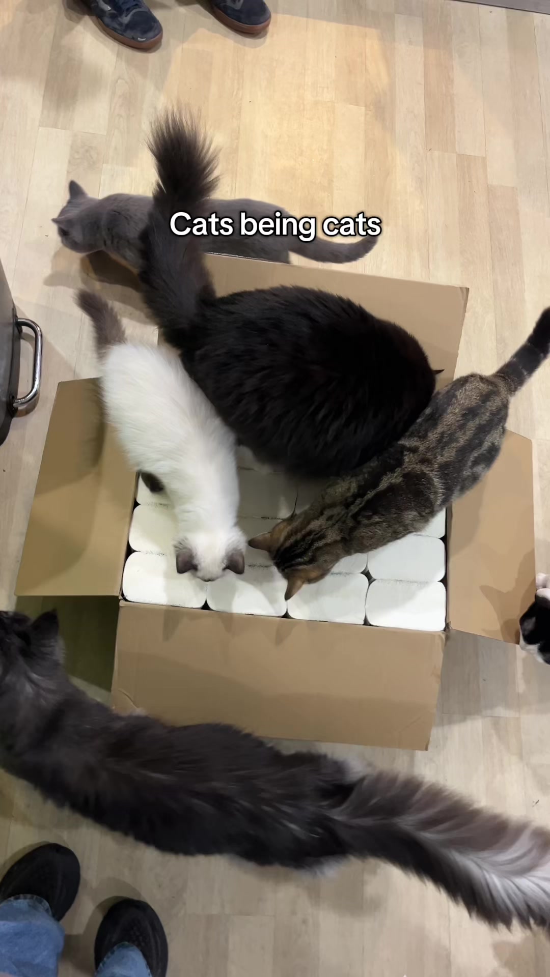 @crazycatcafe