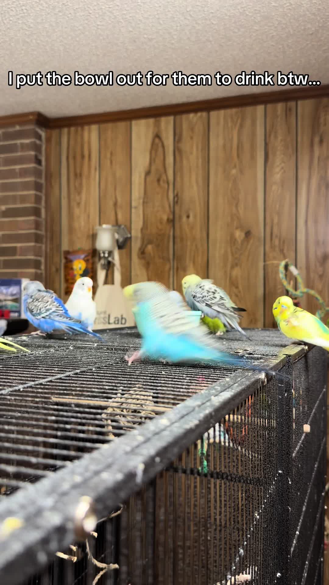 @PikaBoo & Friends 🦜