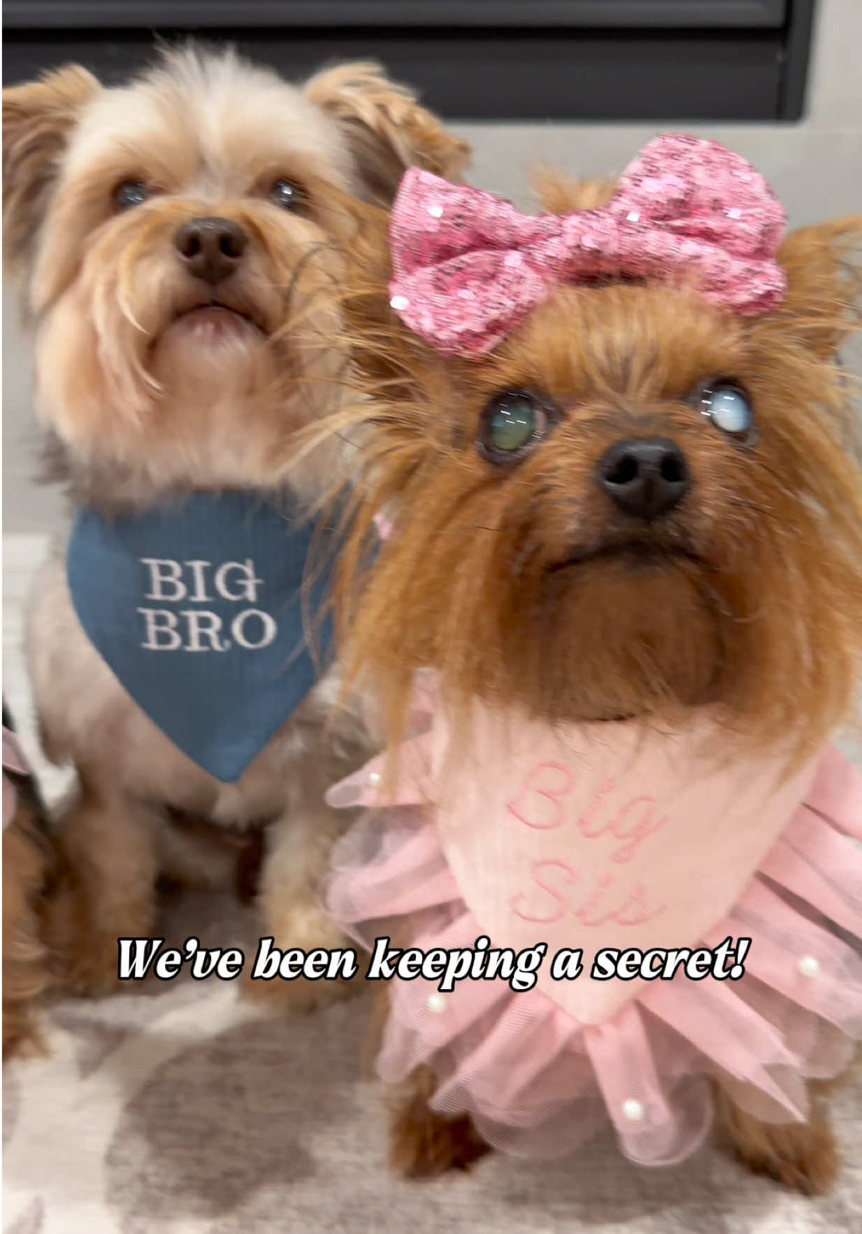 @The Utah Yorkies