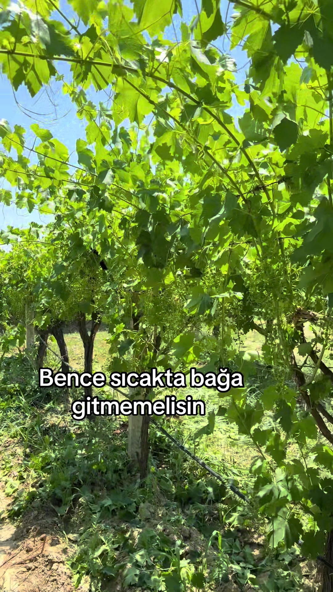 @G&uuml;lnur Kırmızı