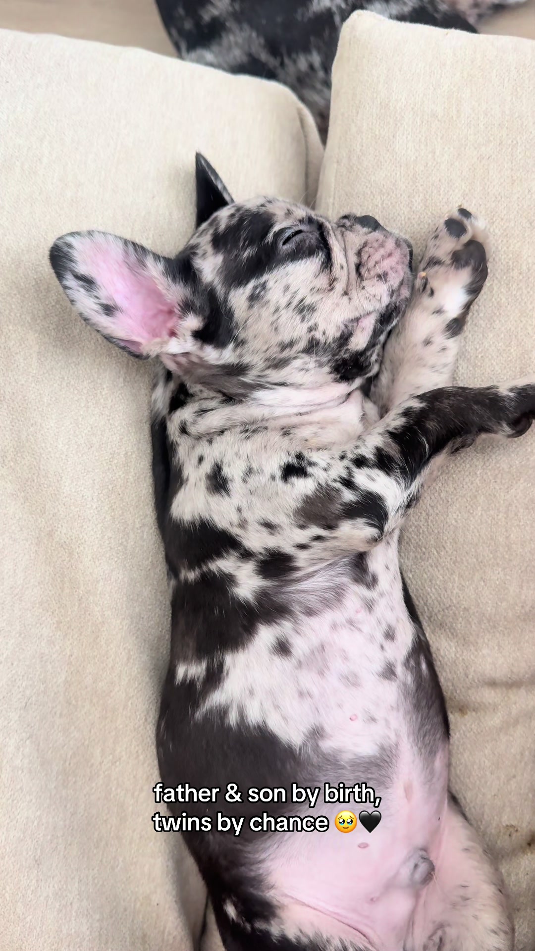 @frenchiesofvegas