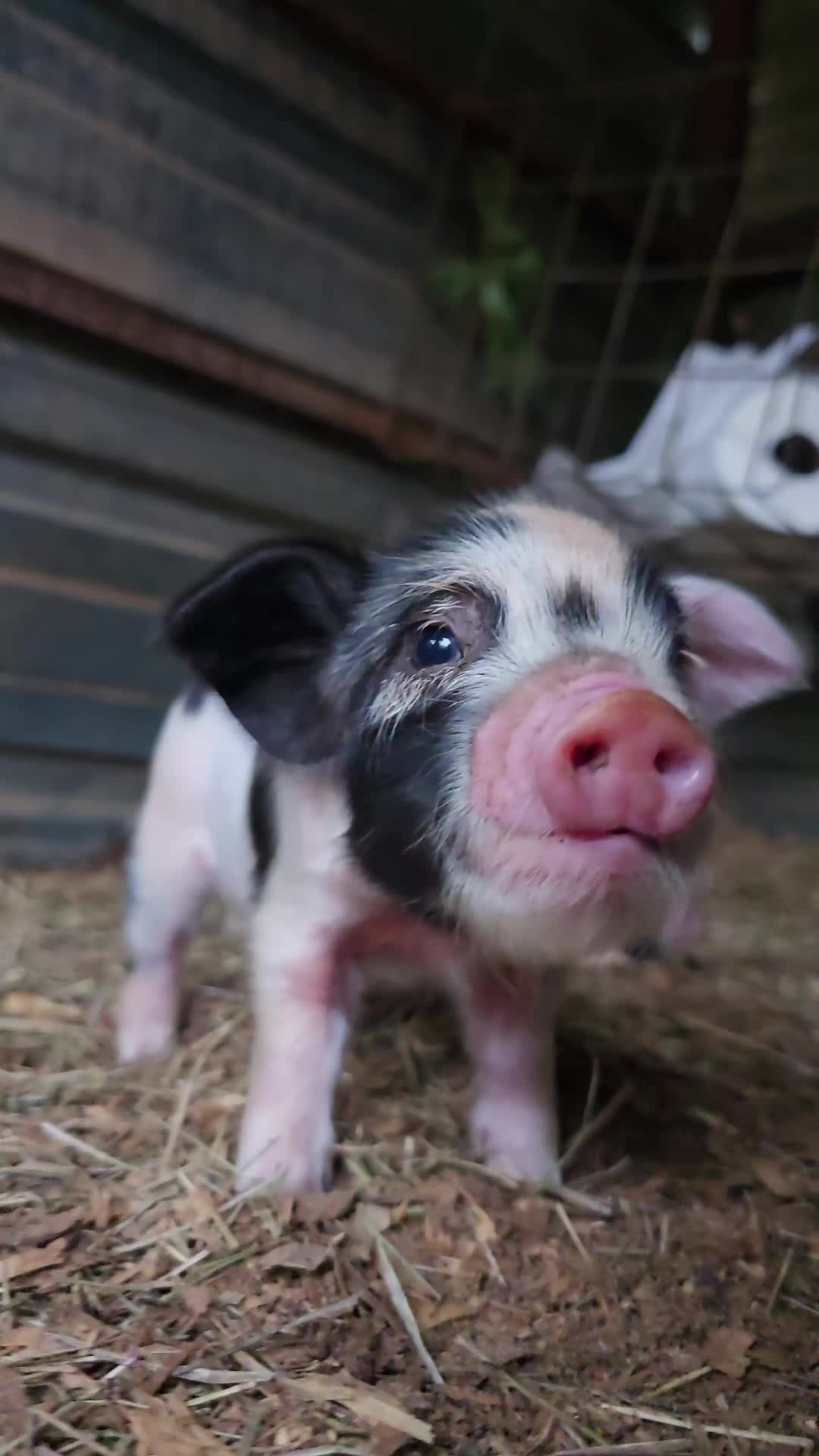 @Fairytale Farm