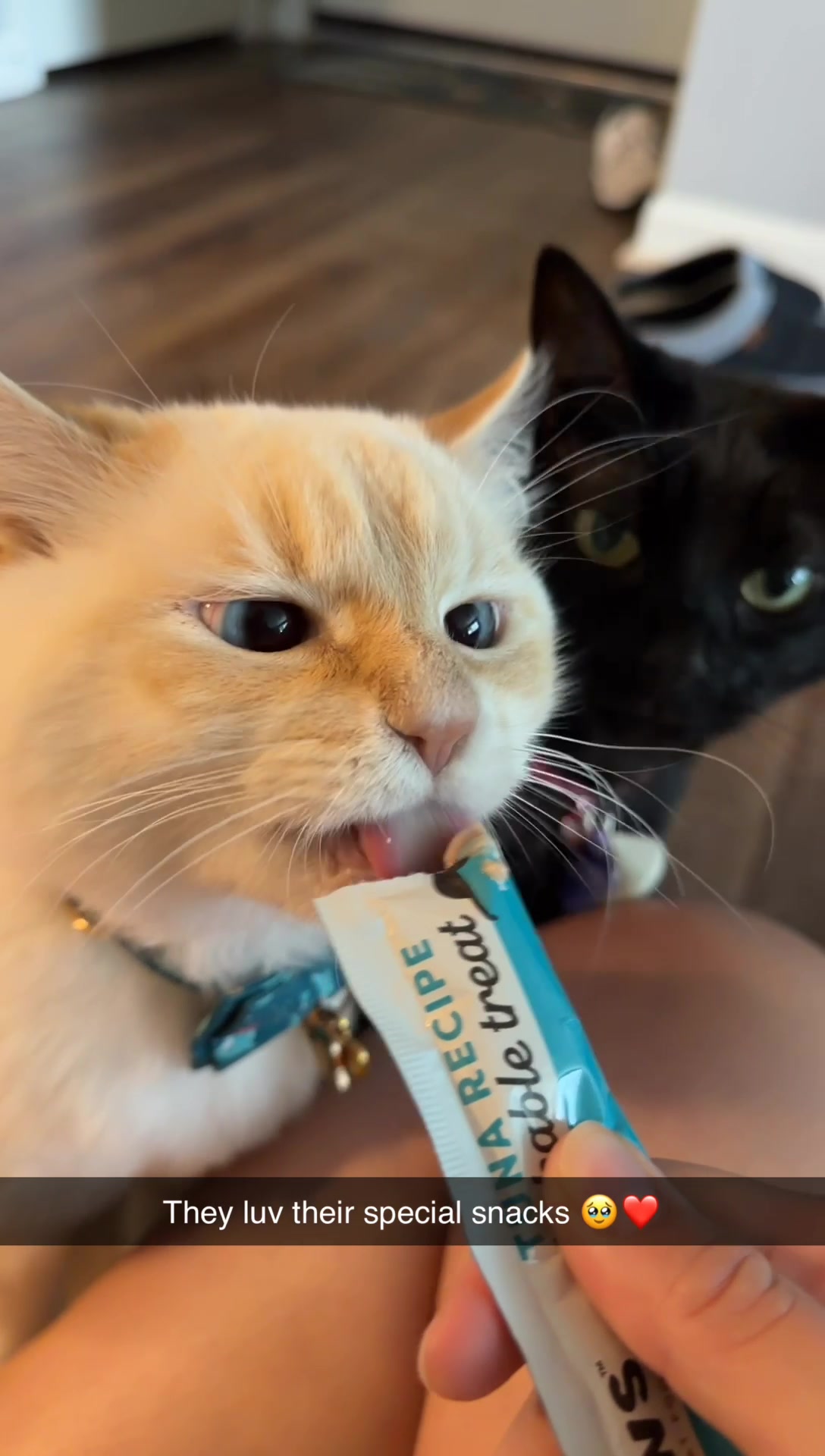 @jaredthecrosseyedcat