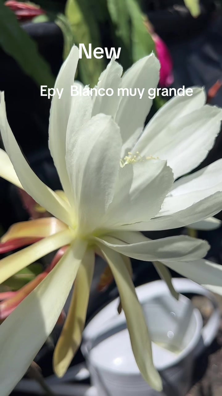 @Maria succulents 🕊️🐚