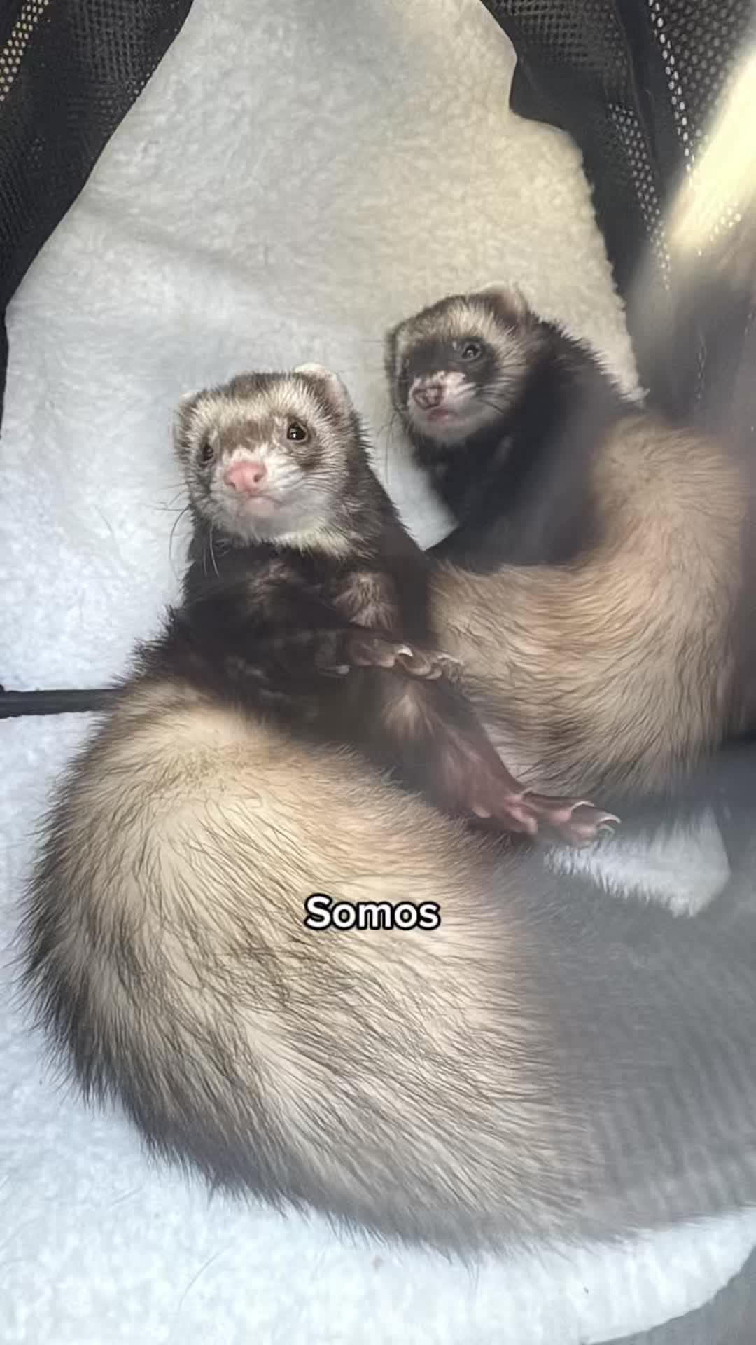 @oliverandstellaferrets