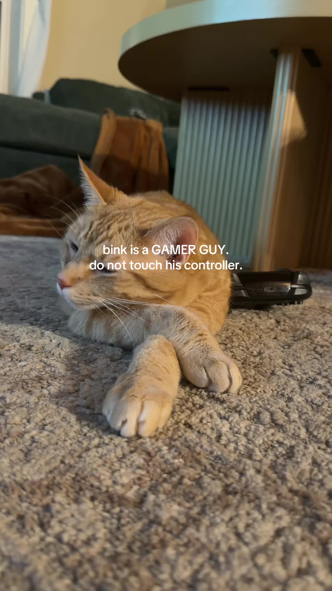 @bink the big orange cat