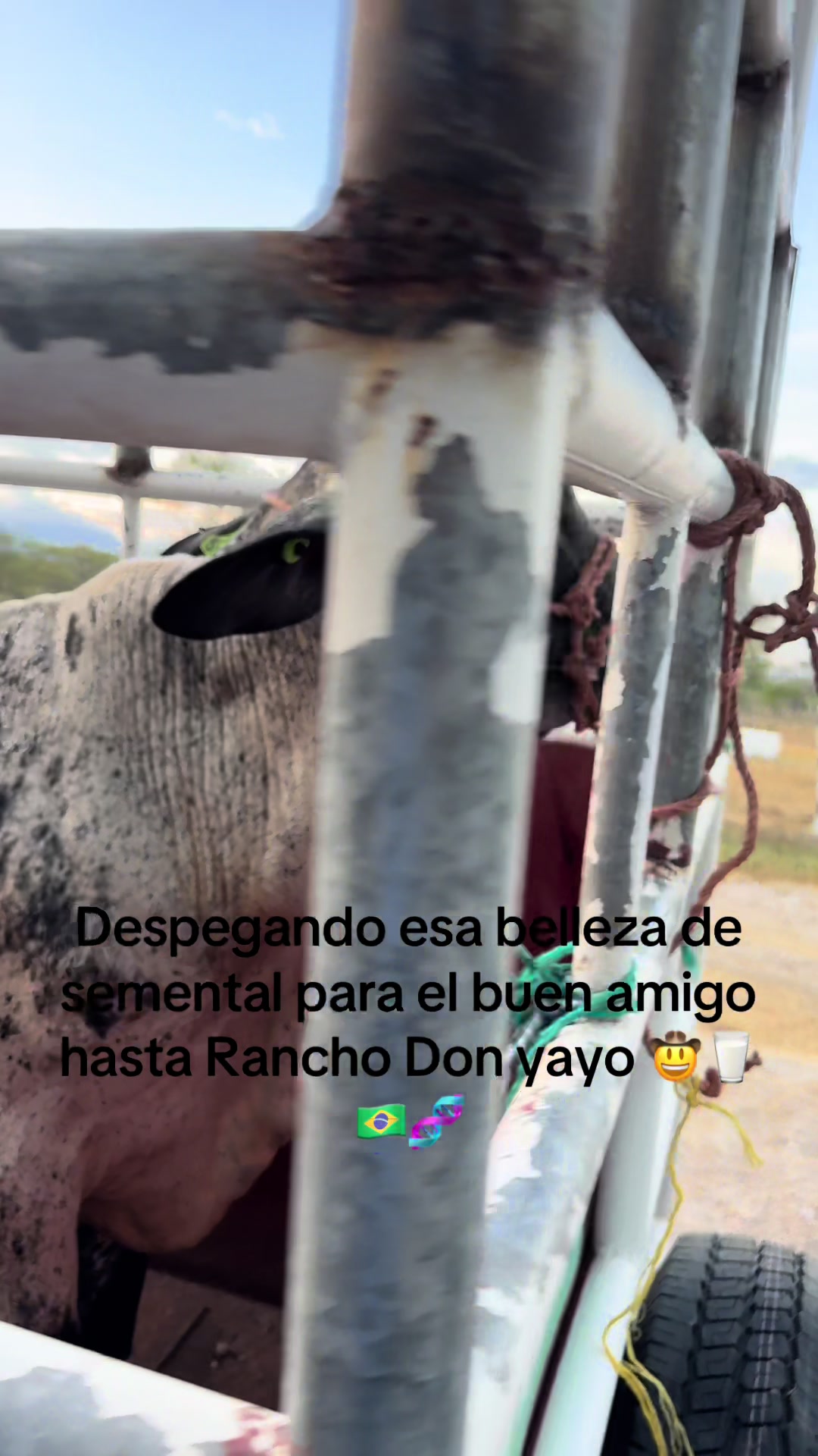 @CURURÚ