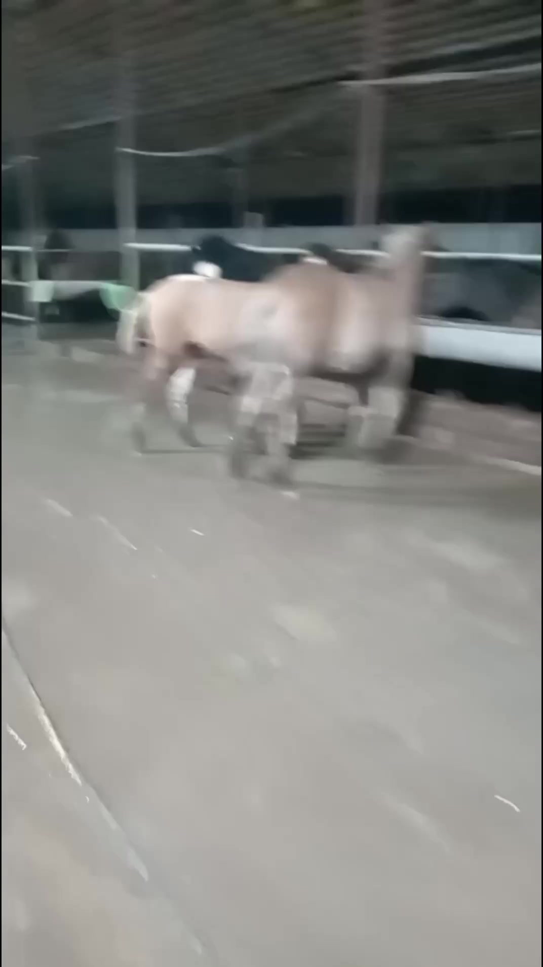 @Ғалымжан