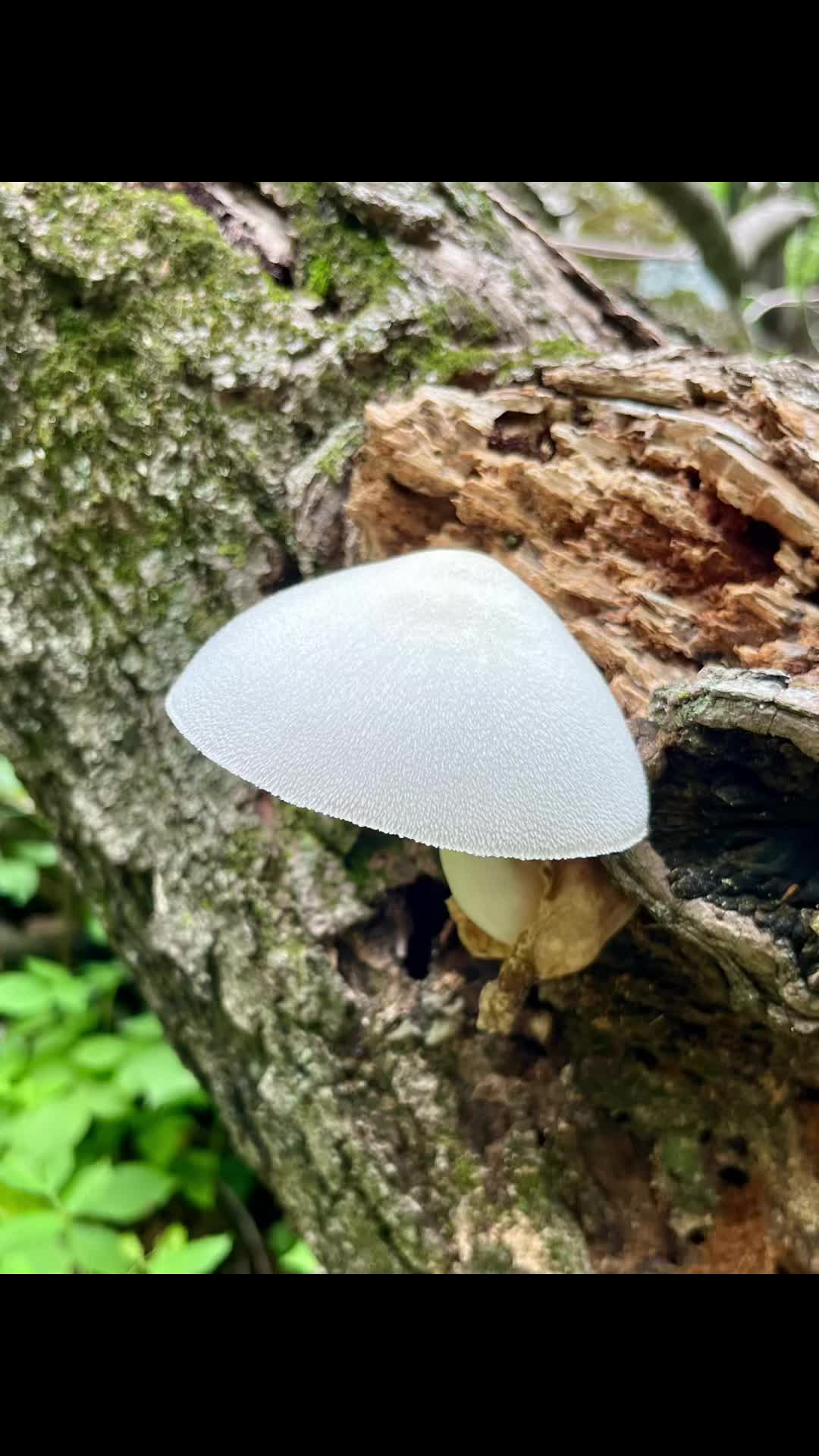 @Manda 🥾🎣🍄🤘
