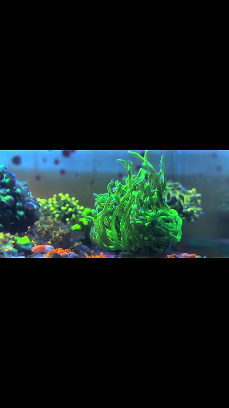 @Inner_Circle_Reefing