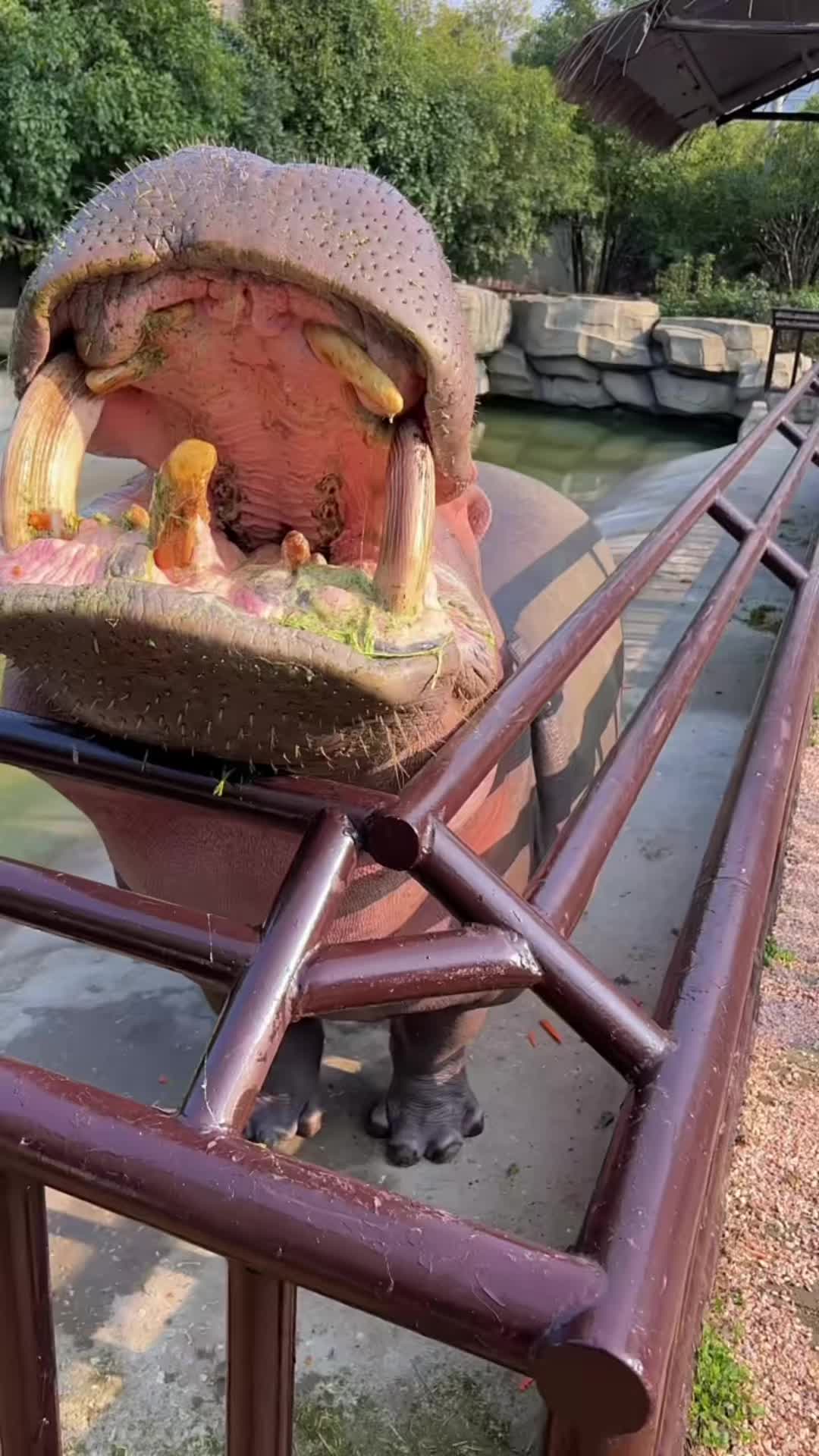 @Hippo