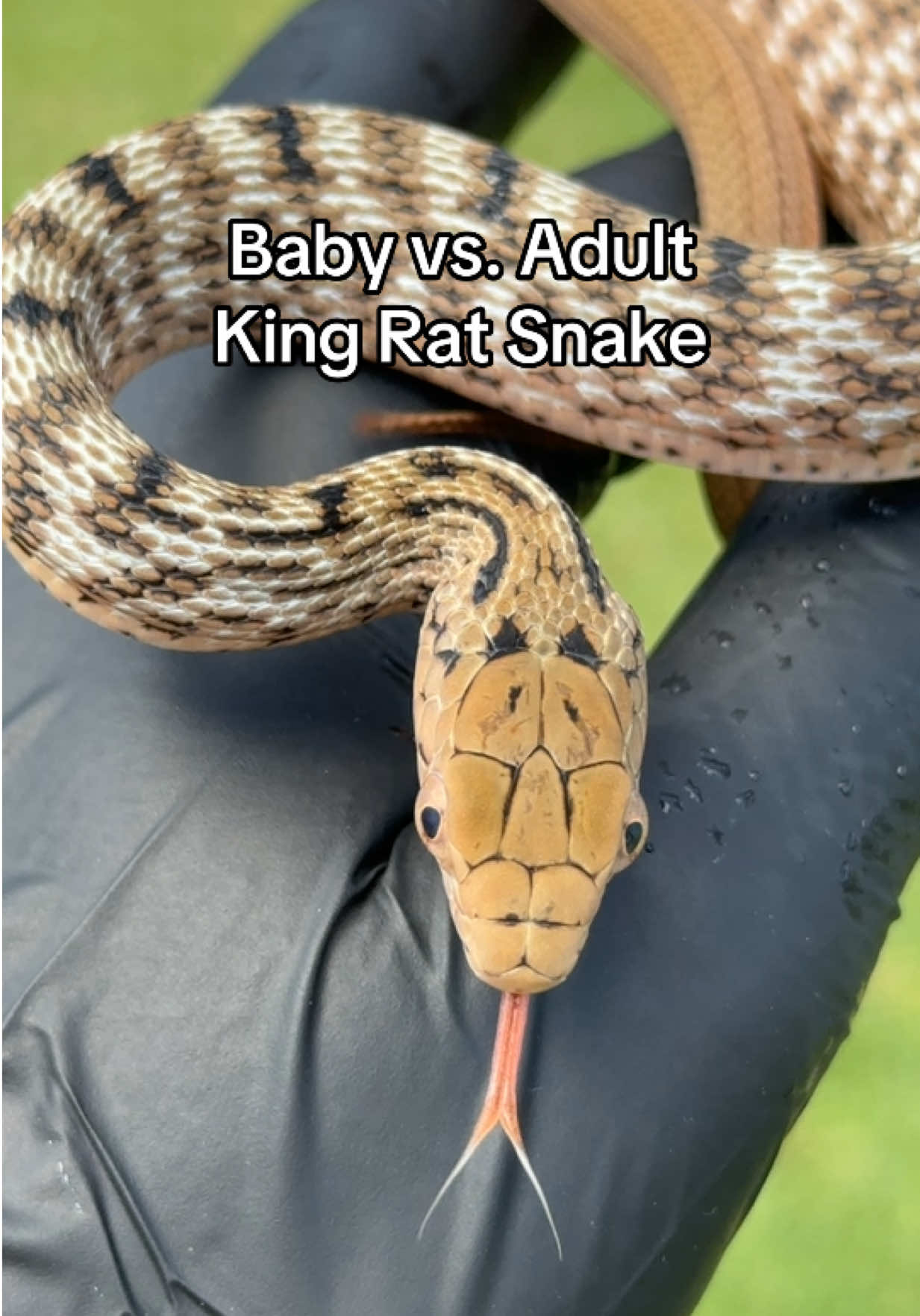 @Rhetts Exotic Pets