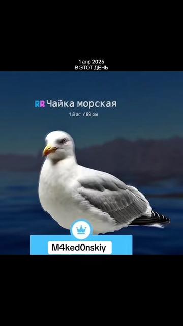 @Македонский