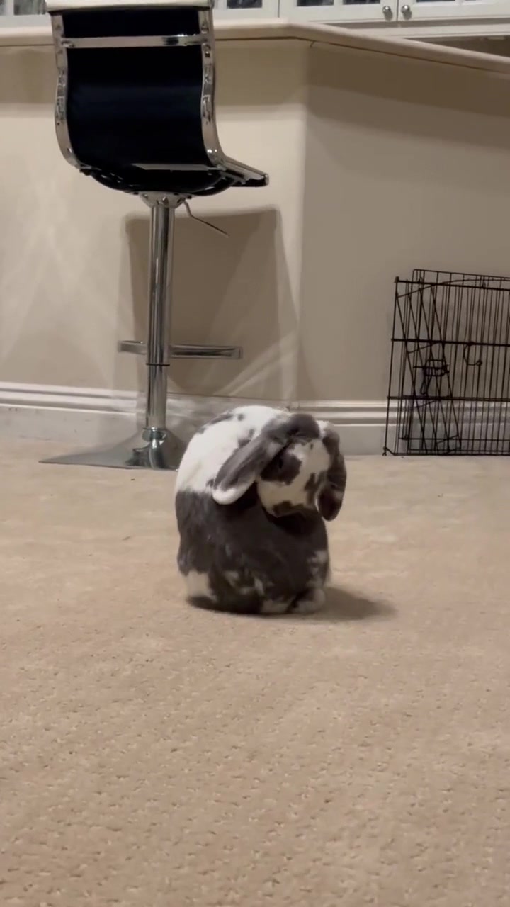 @Bini the Bunny
