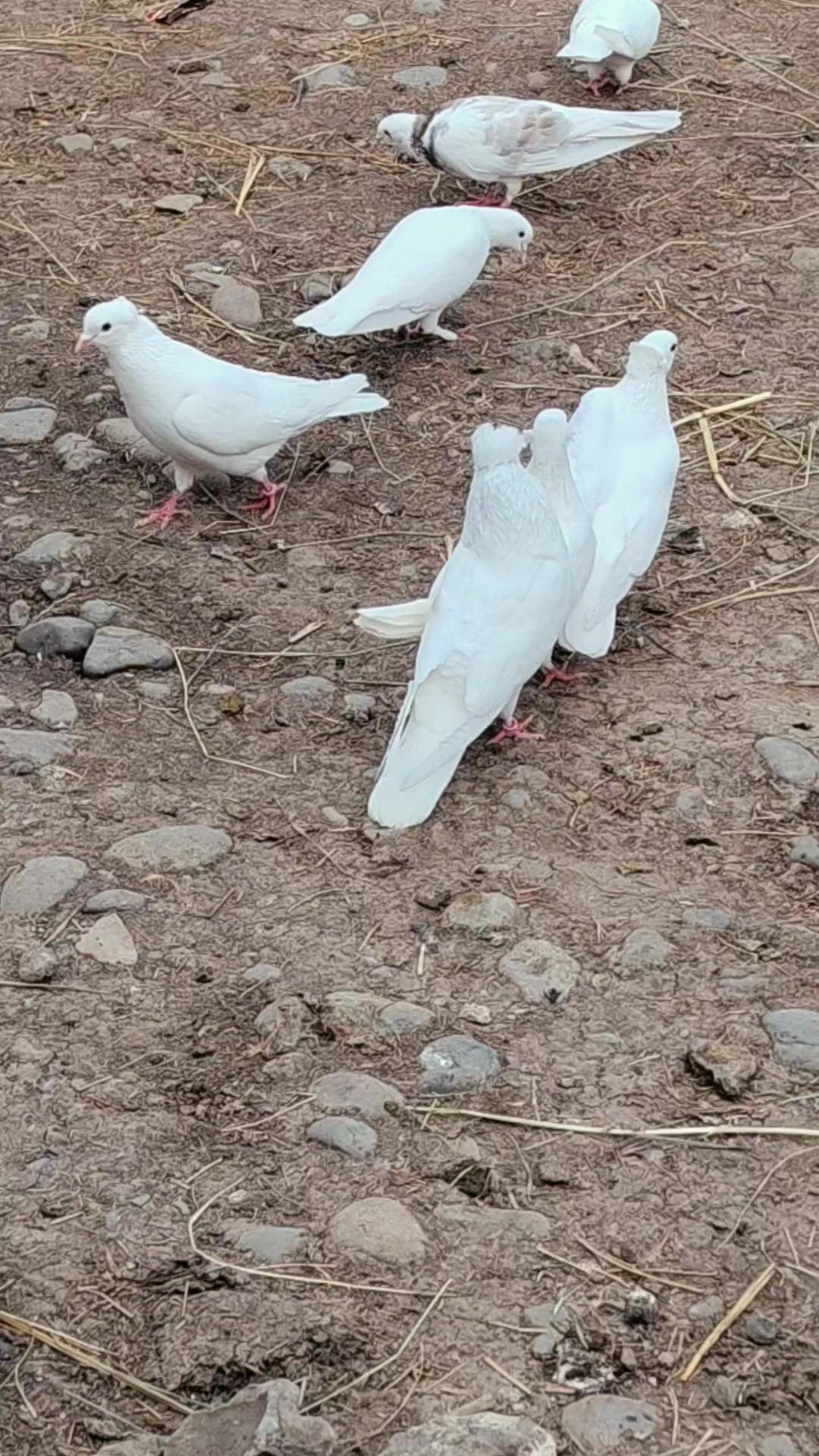 @Göyərçin51