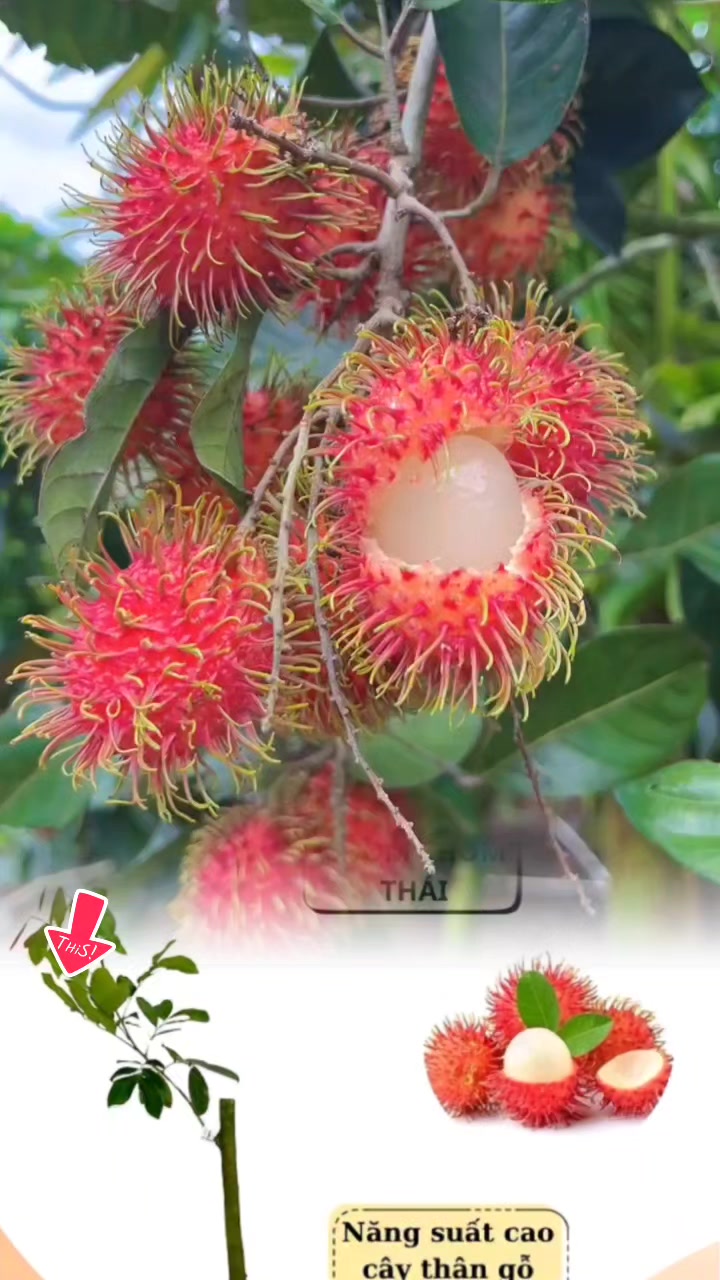 @tới đồ dùng