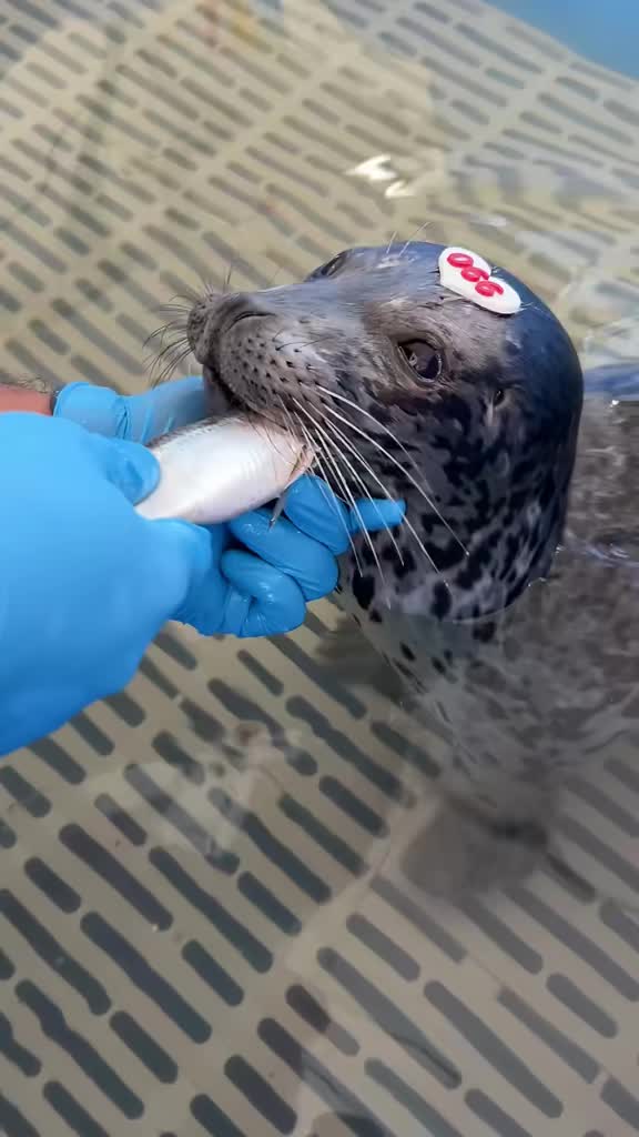 @Marine Mammal Rescue Society