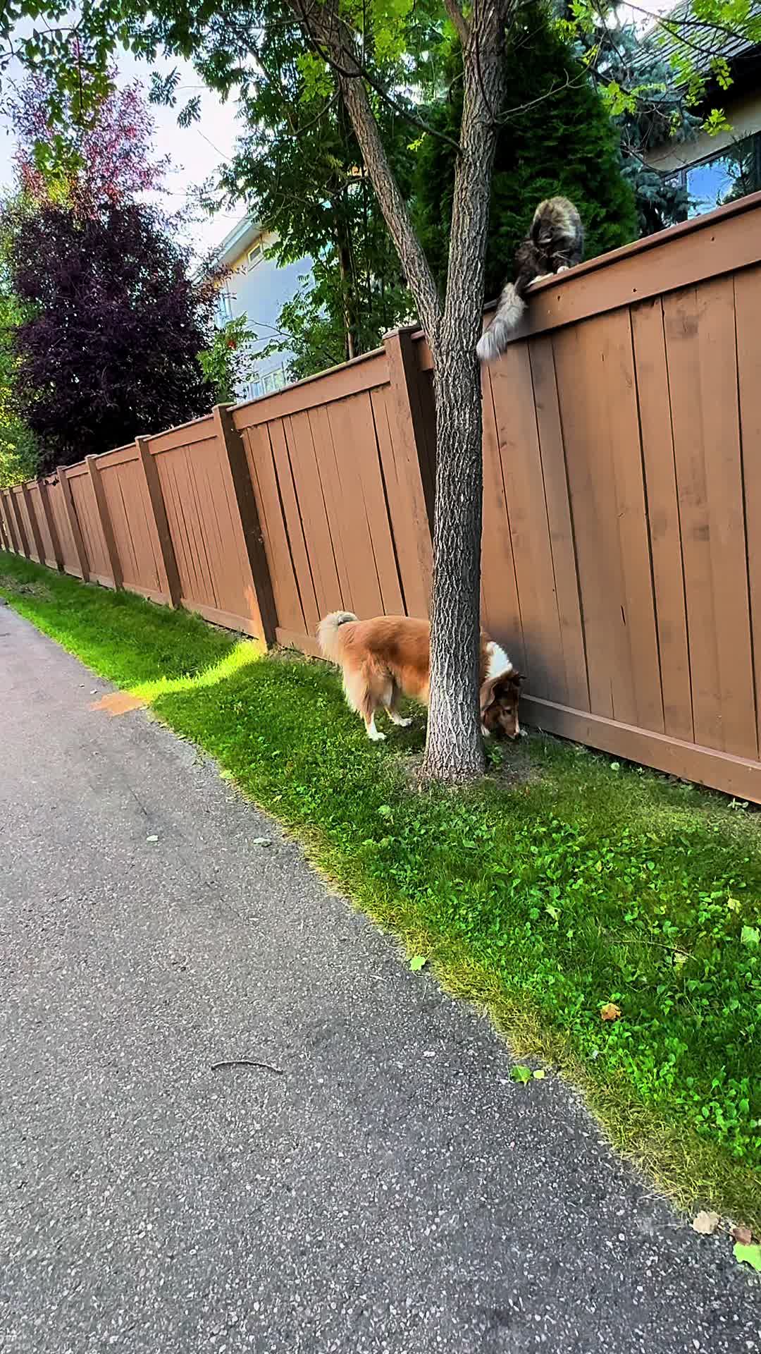 @🦮 EMMA’S ADVENTURES 🐾