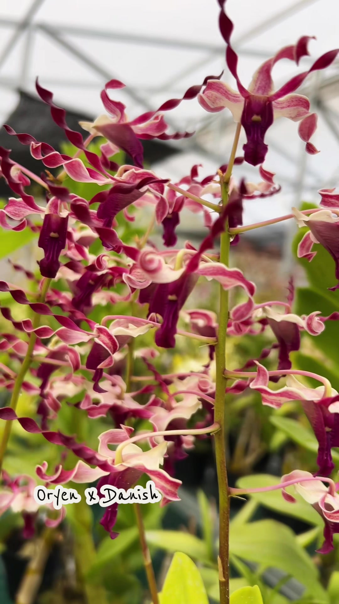 @Anggina Orchid
