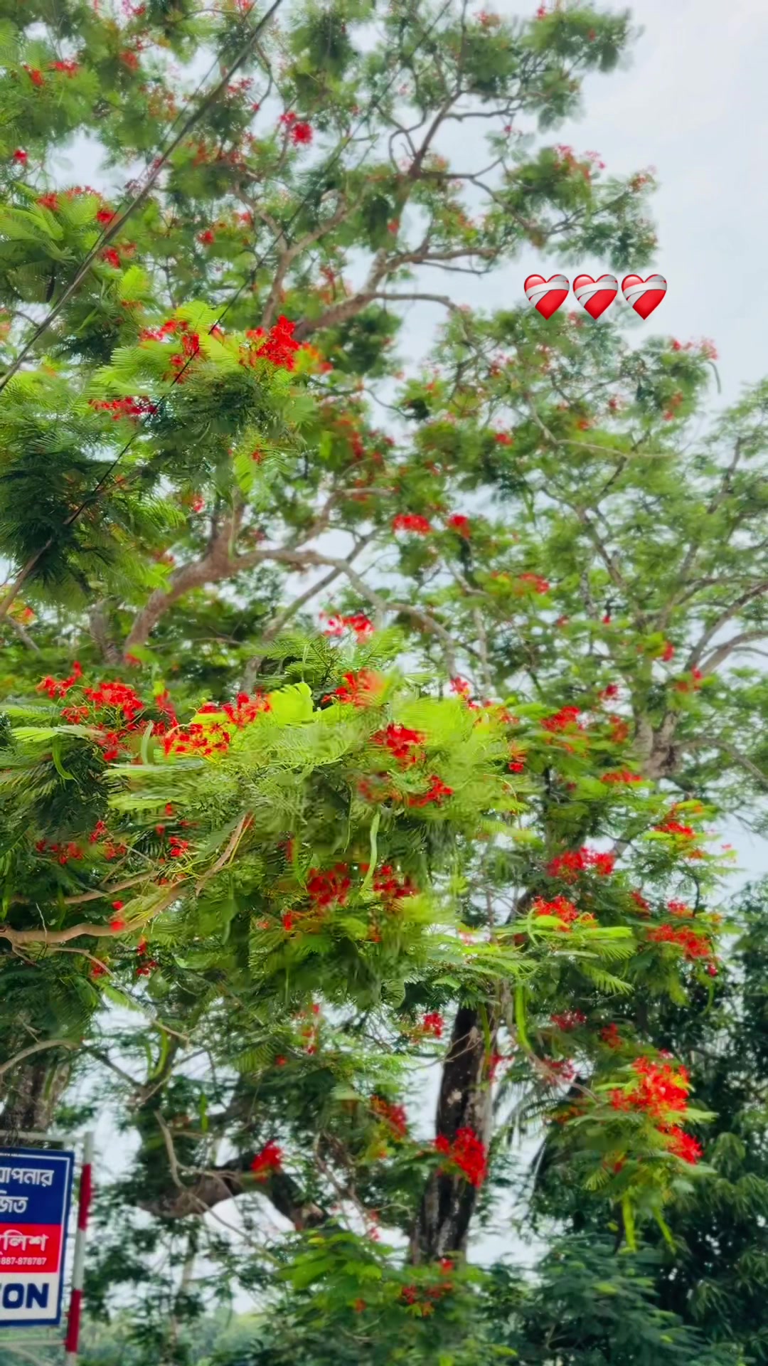 @Ashraful’s Story