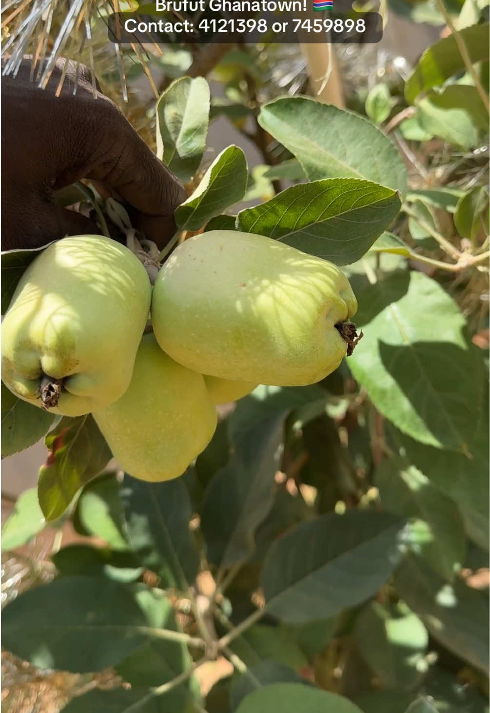 @Janda Farms 🇬🇲