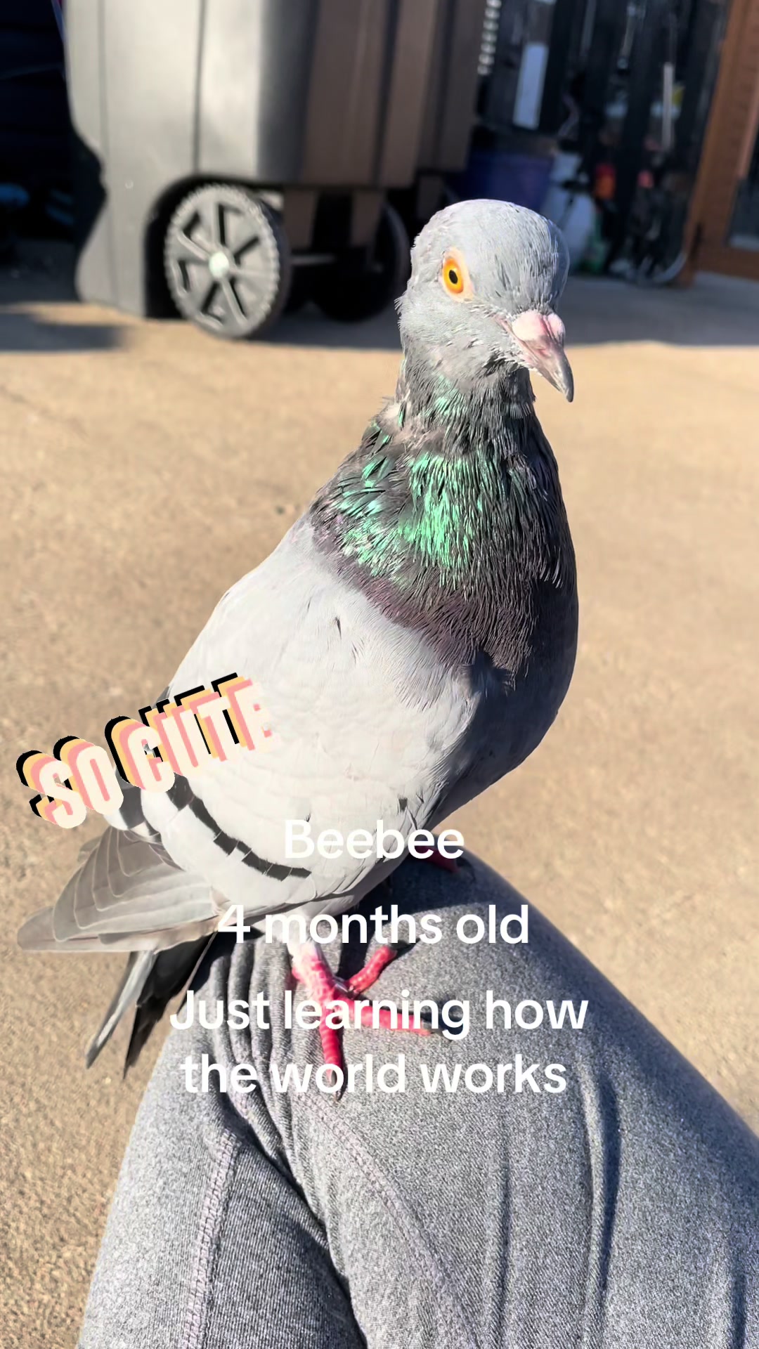 @Beebee The Pigeon