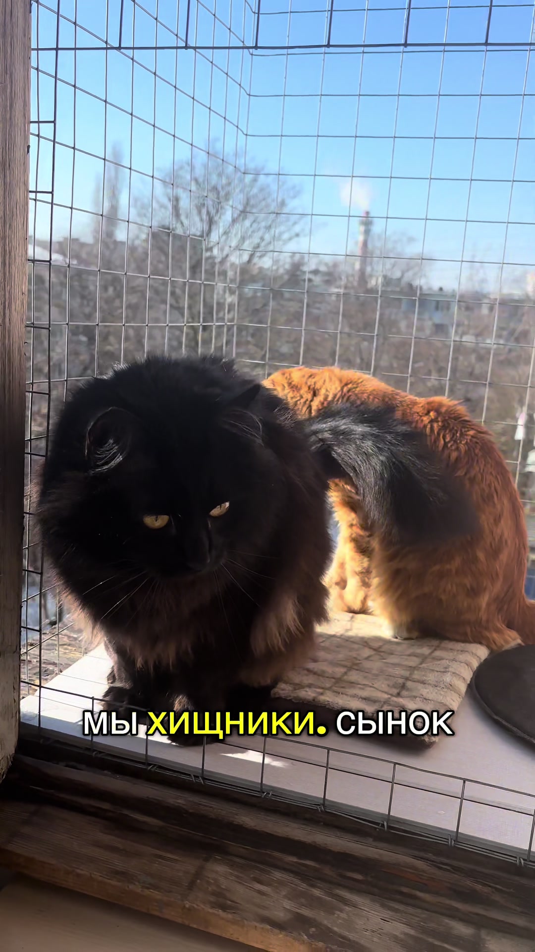 @Хвостатые бандиты🐈⬛🐈