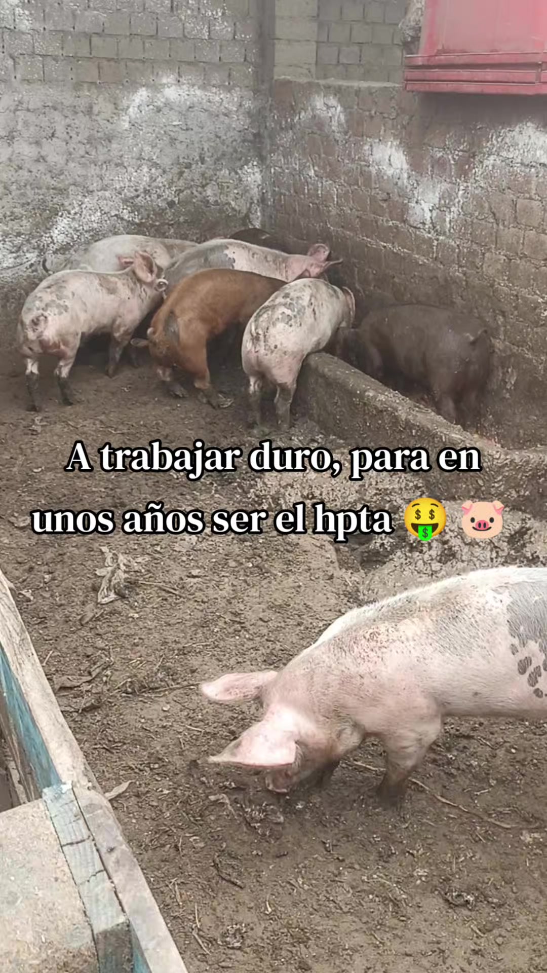 @BRAYAN .R. 🐷
