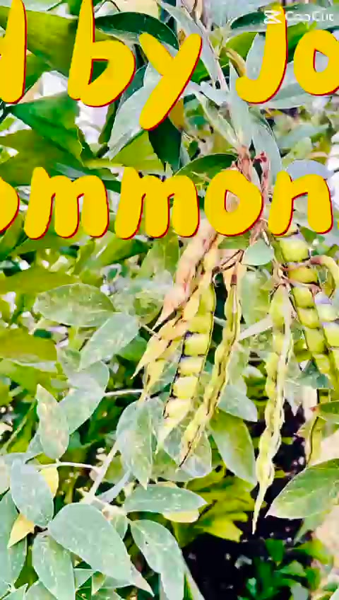 @kommonkoz
