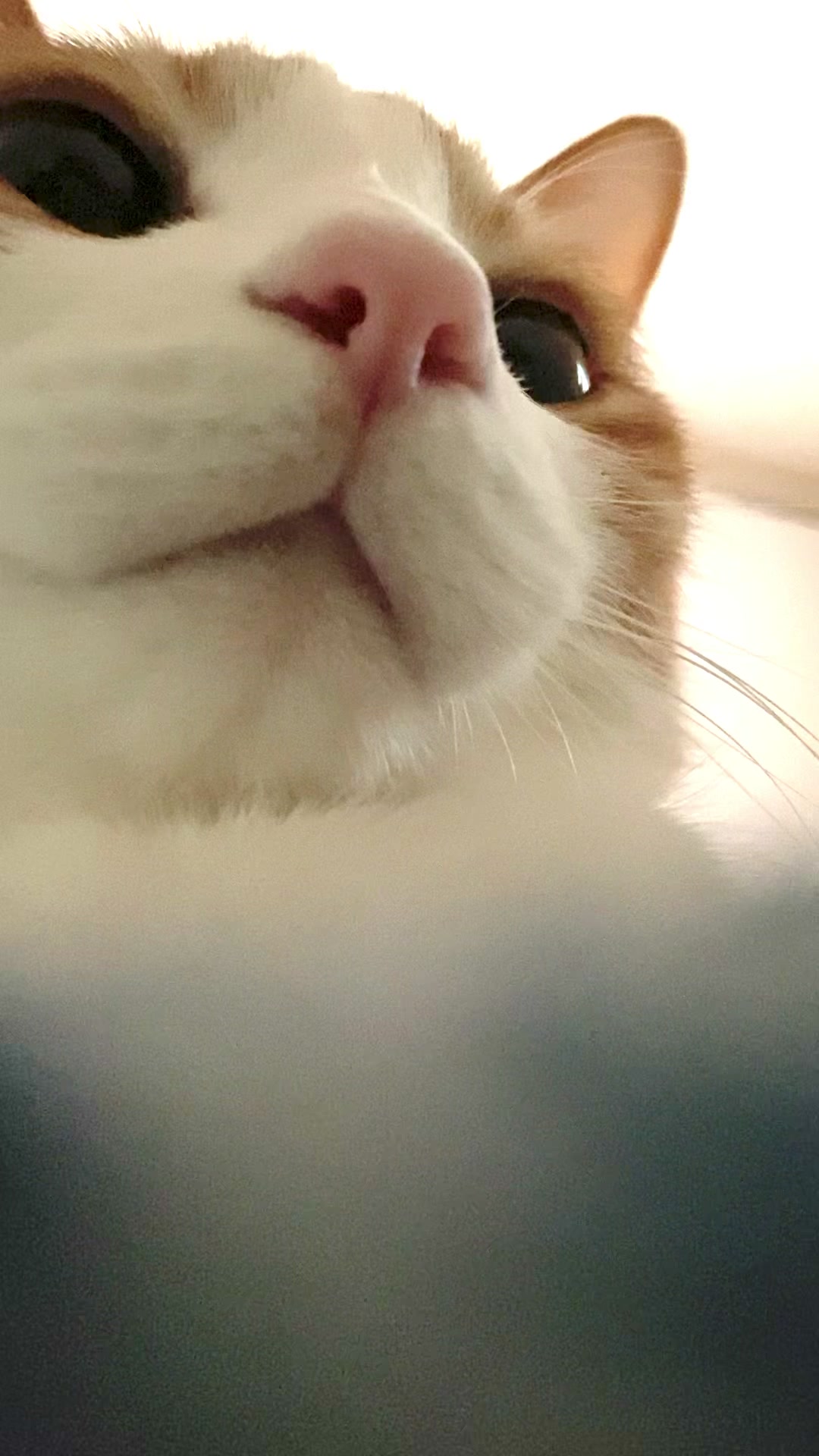 @猫のはっさく
