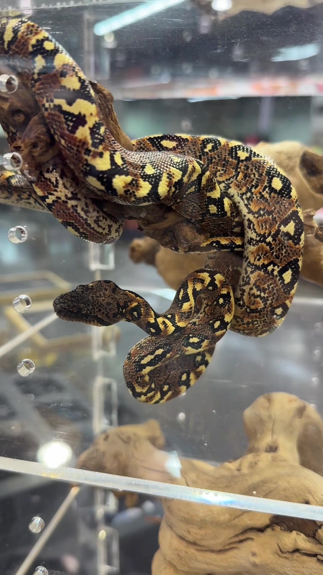 @HerpTime