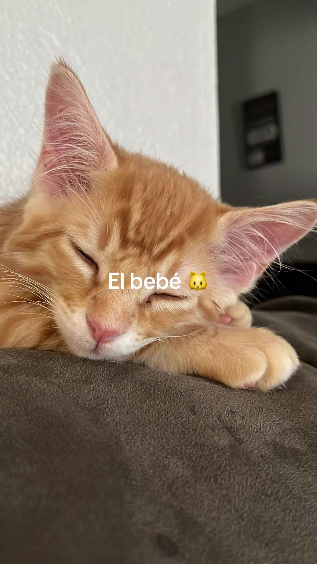 @Bibi